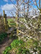 Blossom in North Warnborough