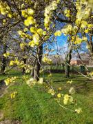 Catkins in Greywell
