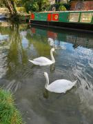 Swans at Colt Hill