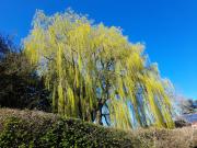 Willow Tree, Broad Oak